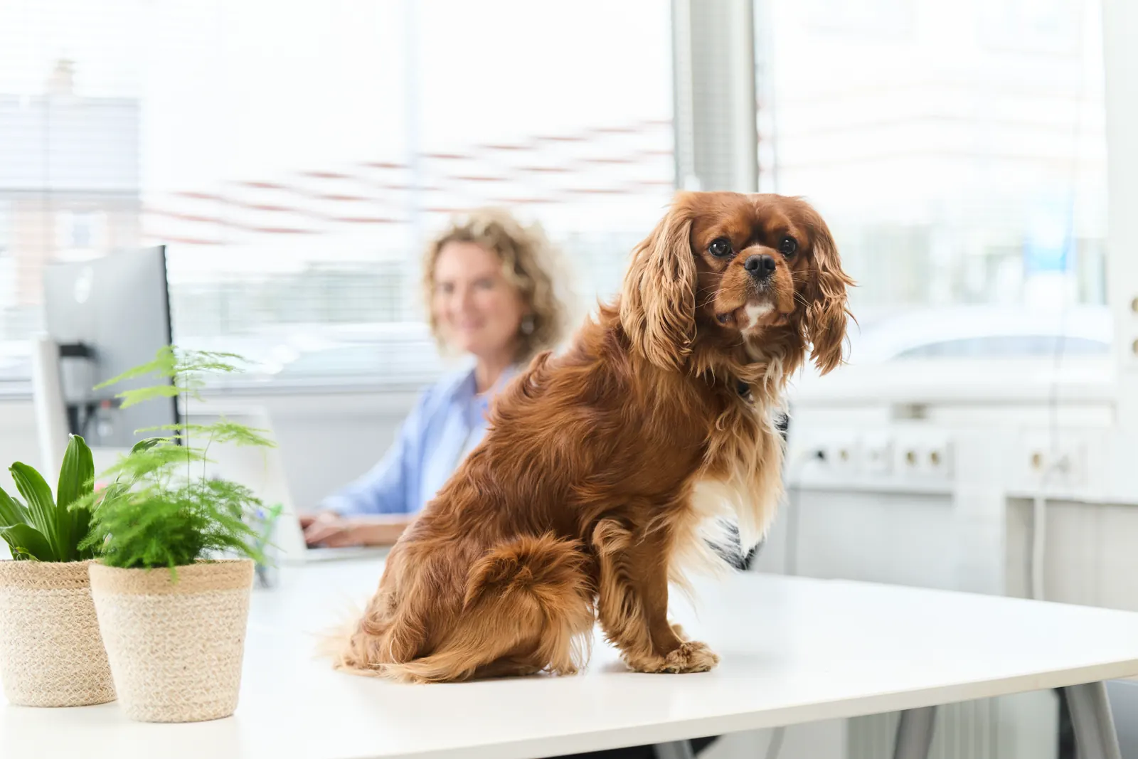 Kantooromgeving voor werving en selectie in Huizen