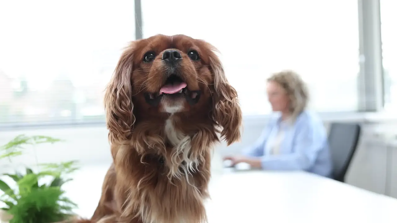 Kwik, Talentspeurneus bij Quikr Talent
